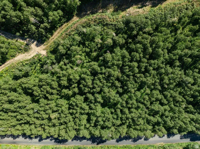 Expansive wooded parcel featuring mature trees, a paved road frontage, and an unpaved access path