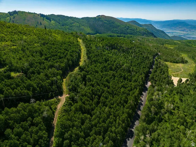 Expansive undeveloped land featuring dense tree coverage, a paved roadway, and a natural dirt path