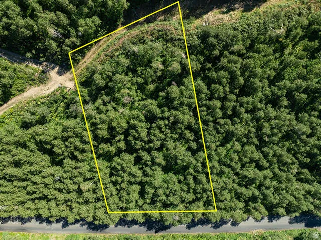 Wooded lot featuring mature trees and direct road frontage