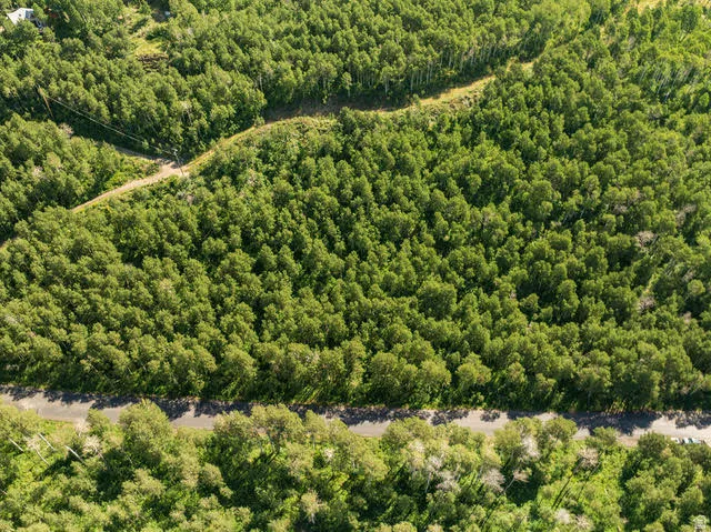 Expansive wooded acreage featuring mature deciduous and evergreen trees, a paved road bordering the property, and a dirt road traversing the tree line