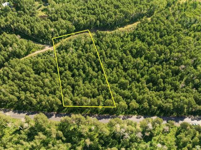 Wooded lot outlined in yellow, bordered by an unpaved road