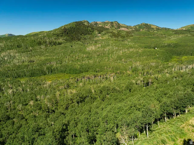 Expansive acreage featuring dense forestation and natural topography