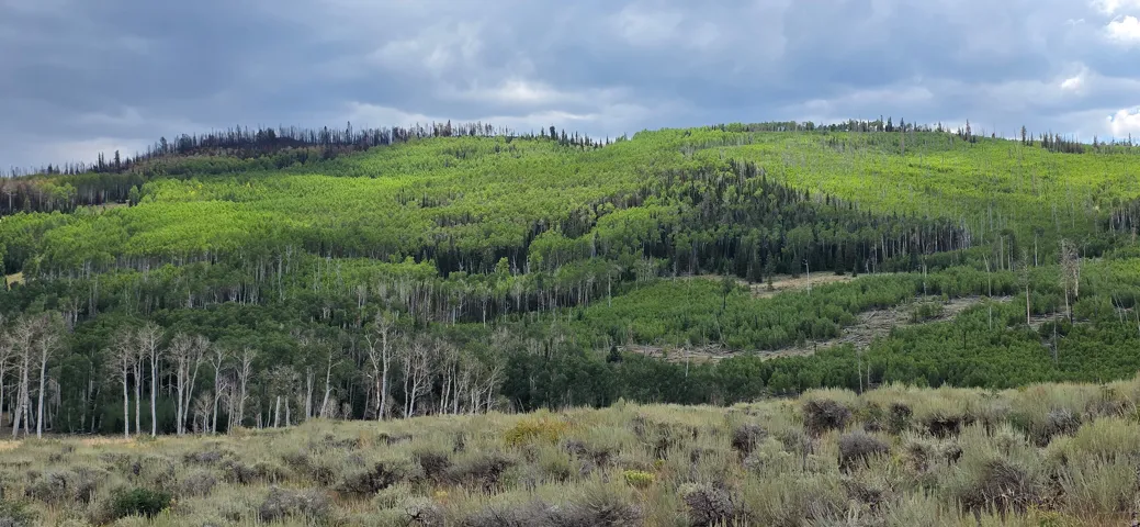 Expansive natural landscape featuring lush green deciduous trees and evergreen forests