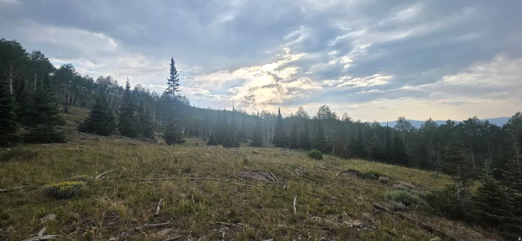 Expansive natural landscape featuring a sloped terrain with varied tree growth