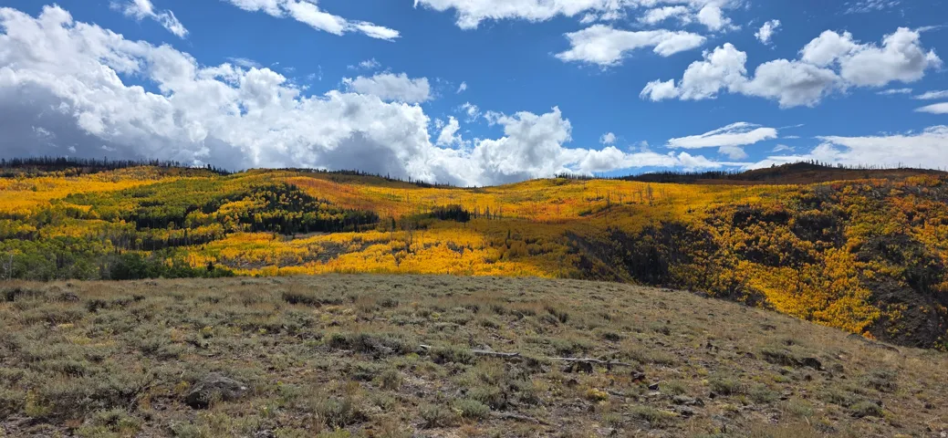 Rolling hills with golden and green deciduous trees