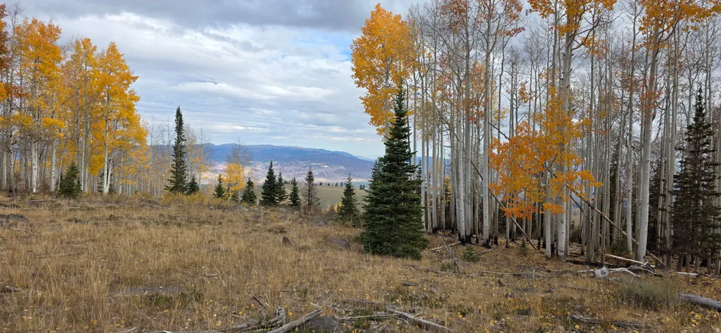 Expansive natural landscape featuring a mix of mature deciduous and evergreen trees, with distant mountains under a cloudy sky