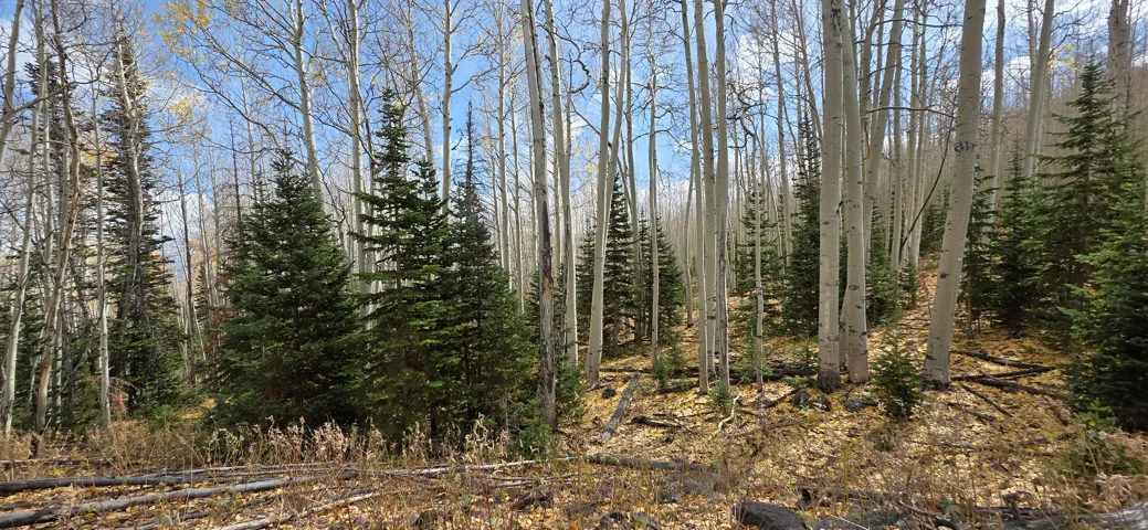 Wooded landscape featuring a mix of mature deciduous trees and evergreen conifers