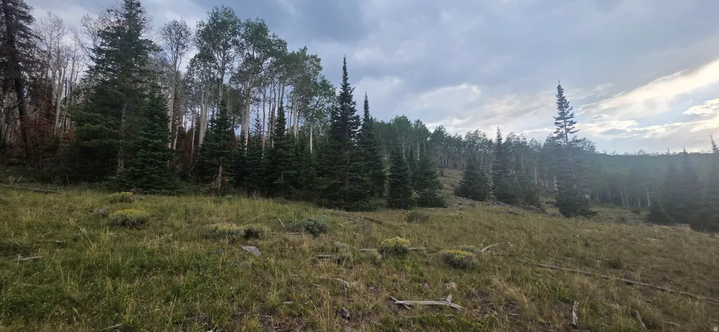Expansive, gently sloping terrain featuring natural grasses and scattered low-lying vegetation