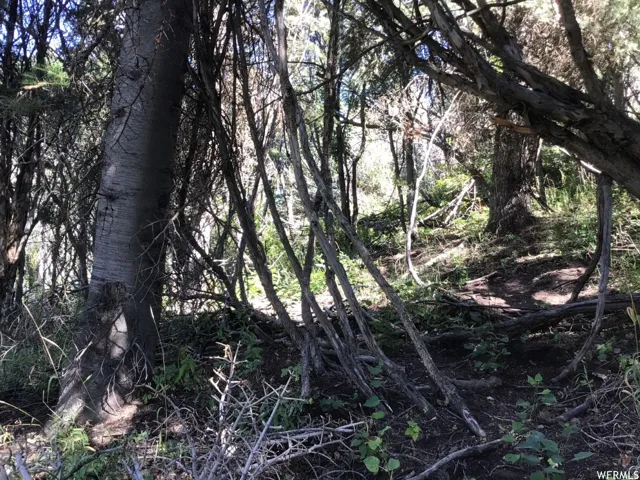View of local wilderness