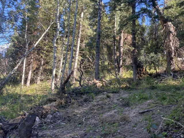 View of nature