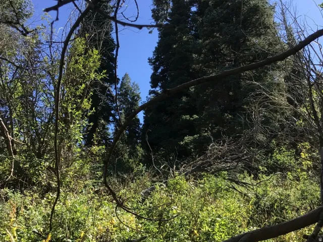 View of undeveloped land
