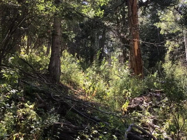View of wooded area