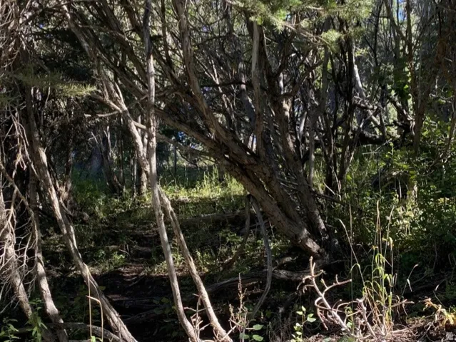 View of undeveloped land