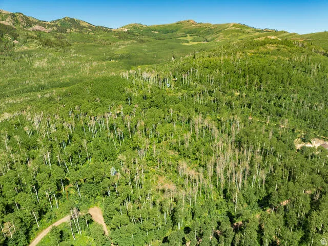 Expansive forested landscape featuring dense tree coverage, a natural dirt road, and distant mountainous terrain