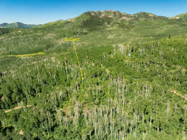 Expansive mountain property featuring dense, mature tree coverage and verdant foliage