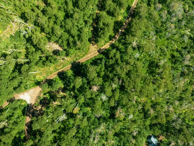 Expansive forested property featuring dense tree coverage and a natural dirt path