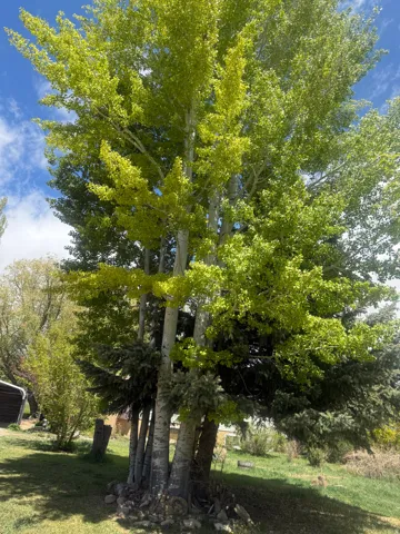 Mature deciduous trees with vibrant green foliage and light-colored trunks, accompanied by coniferous trees, anchor a grassy lawn