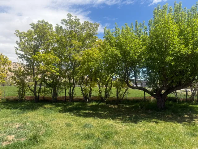 Expansive green lawn with mature shade trees, offering natural screening and a rural backdrop