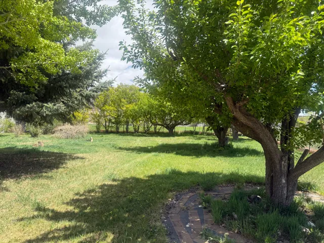 Expansive lawn area featuring mature deciduous trees and evergreen plantings