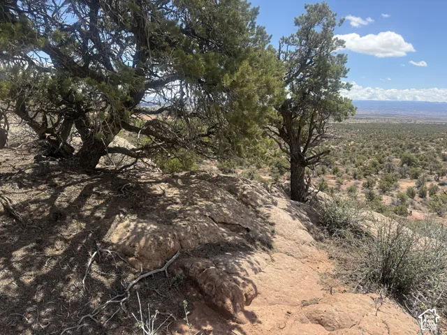 Natural landscape featuring mature evergreen trees and expansive desert flora