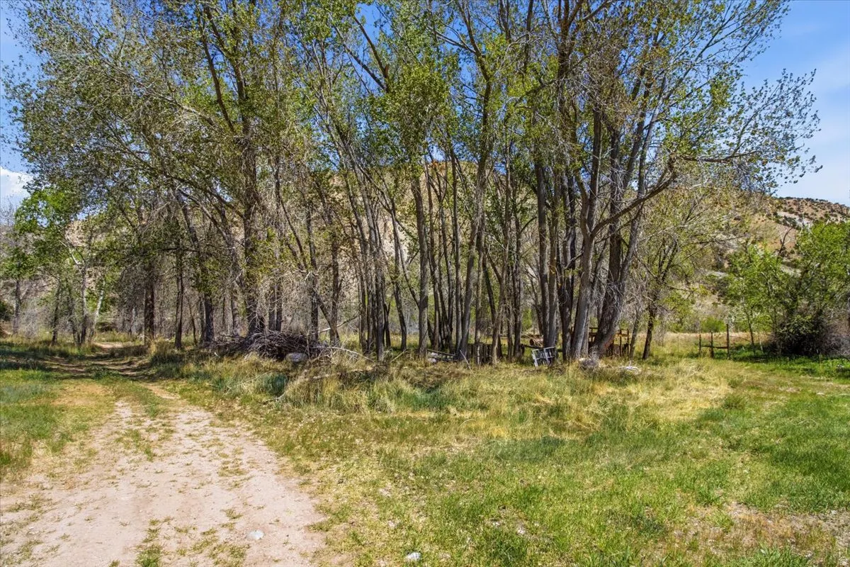 Lush natural landscape featuring mature deciduous trees and a dirt path