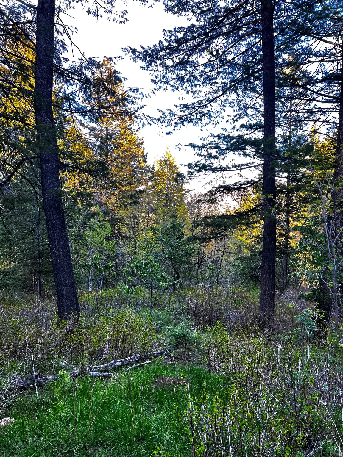 Natural wooded setting featuring mature coniferous trees and varied undergrowth