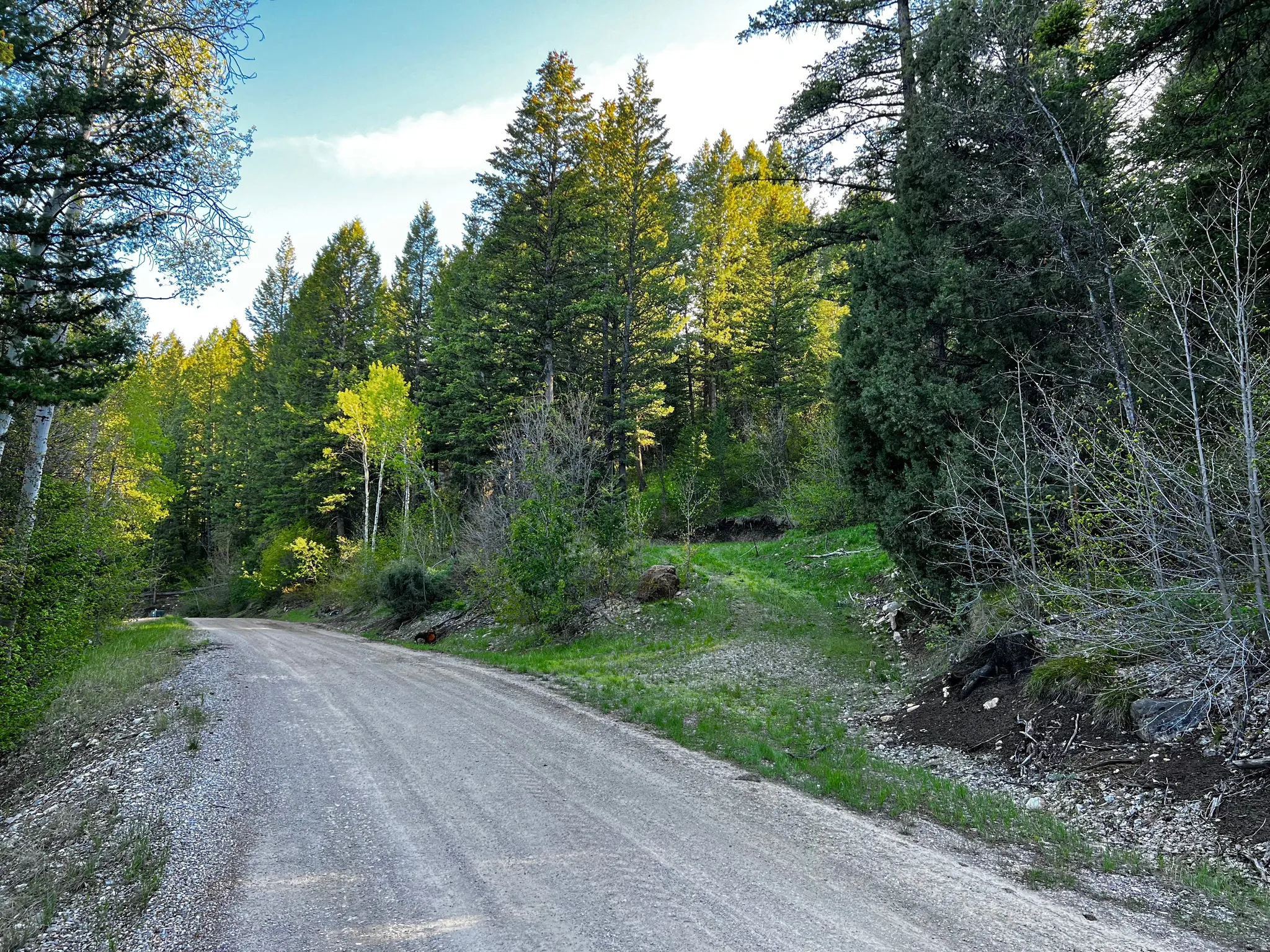 Gravel road surrounded by mature evergreen and deciduous trees, with lush green undergrowth
