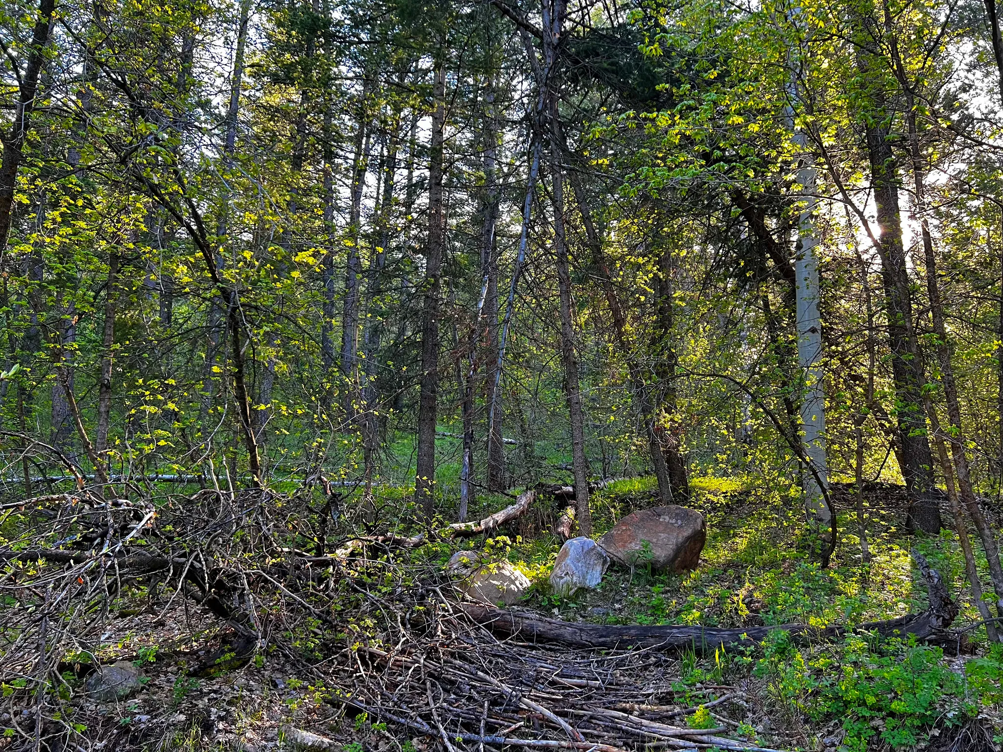 Wooded lot featuring mature trees, natural foliage, and scattered boulders