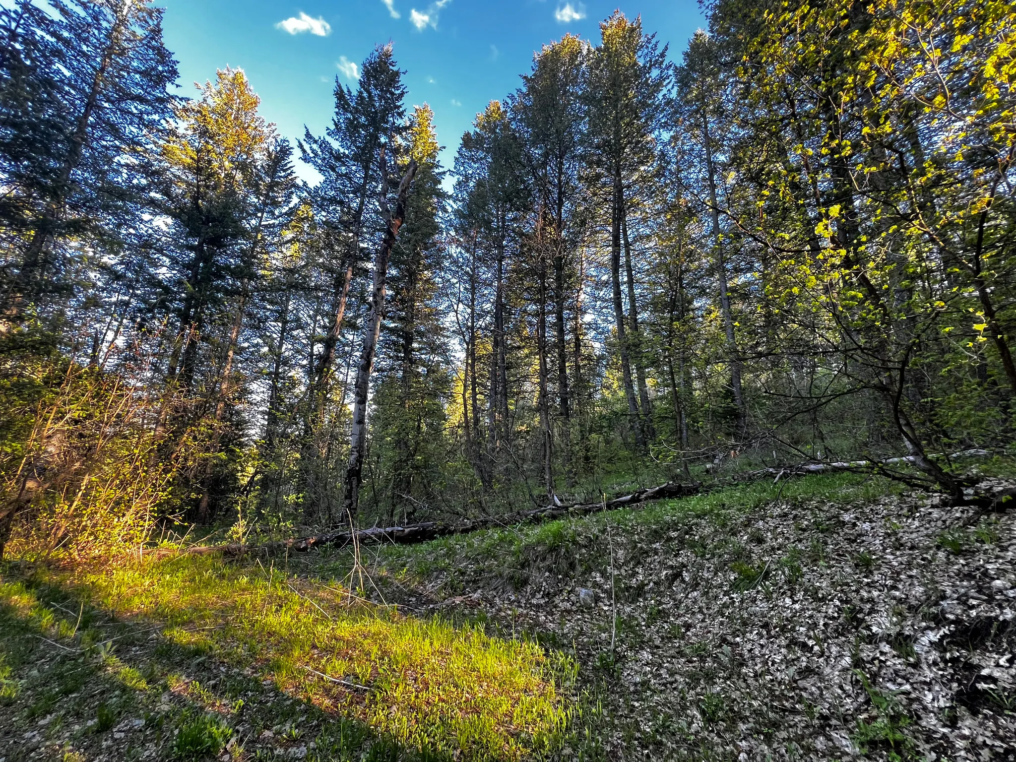 Expansive natural treed landscape with a sloping terrain