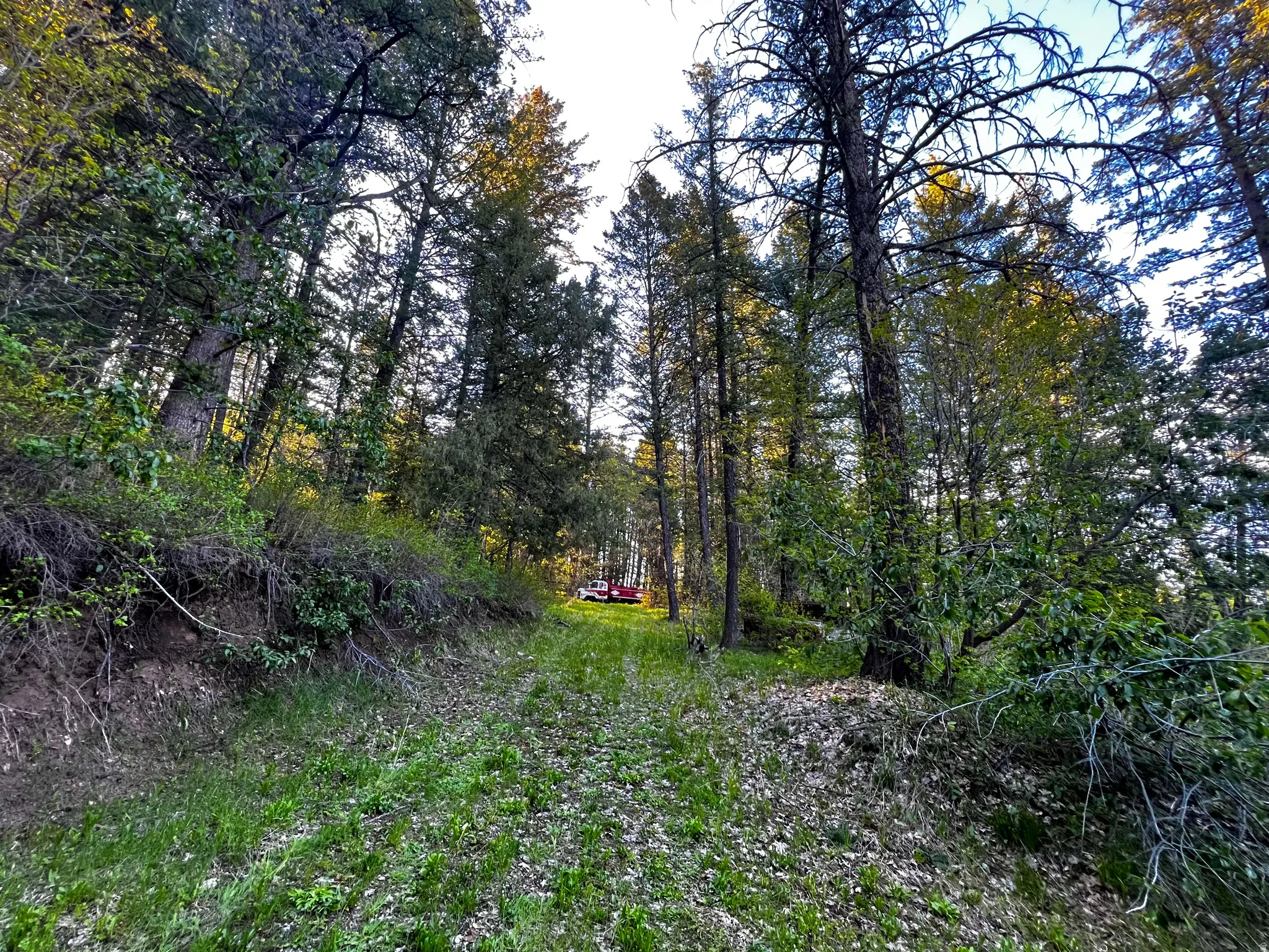 Wooded landscape with a grass and dirt path leading through mature trees