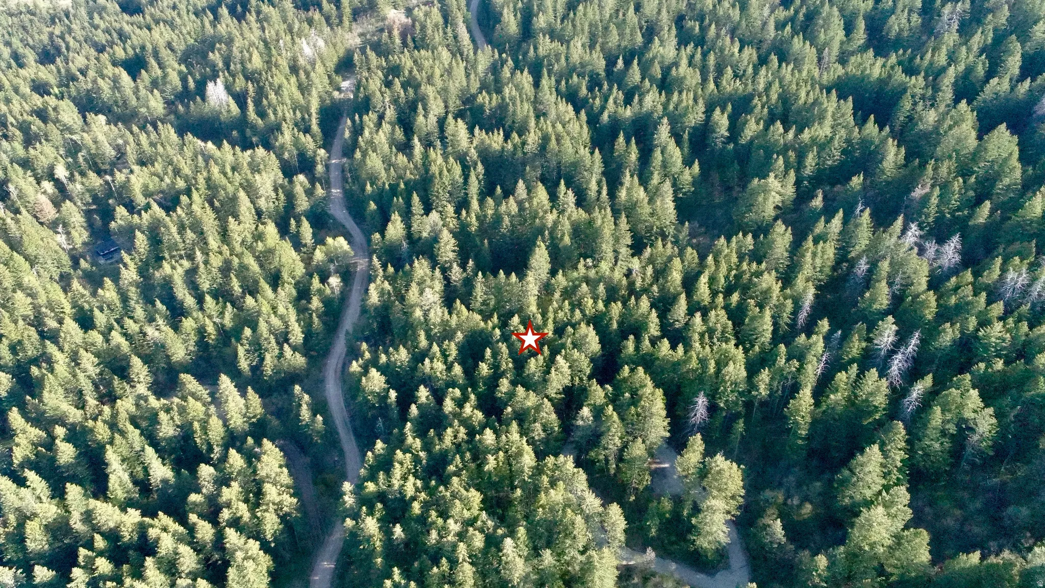 Expansive treed parcel featuring dense evergreen forestry and natural terrain