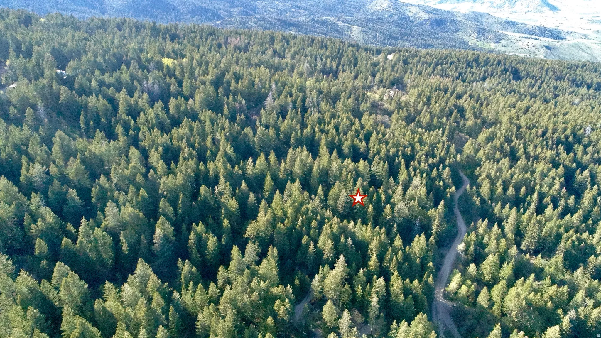 Expansive forested acreage featuring mature evergreen trees and a winding unpaved path