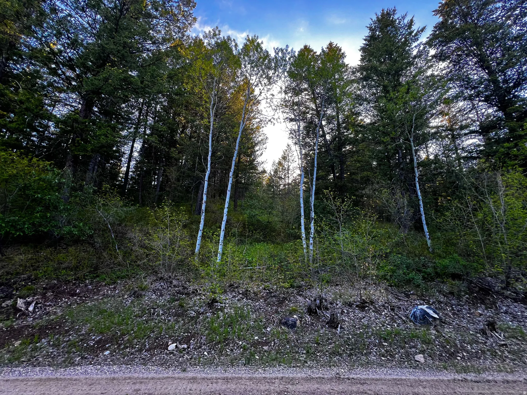 Wooded parcel featuring mature deciduous and evergreen trees
