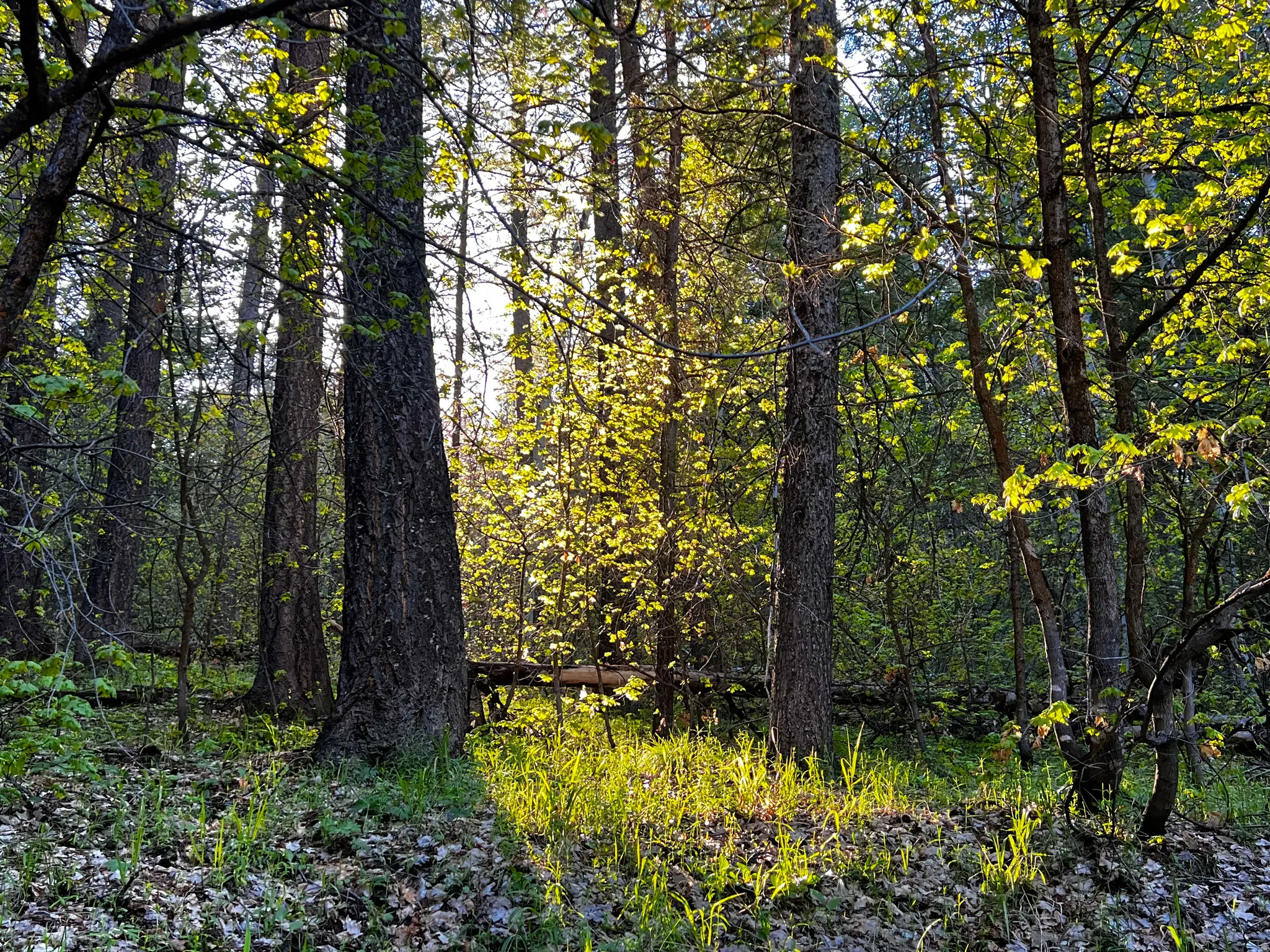 Wooded grounds featuring mature trees and dappled sunlight