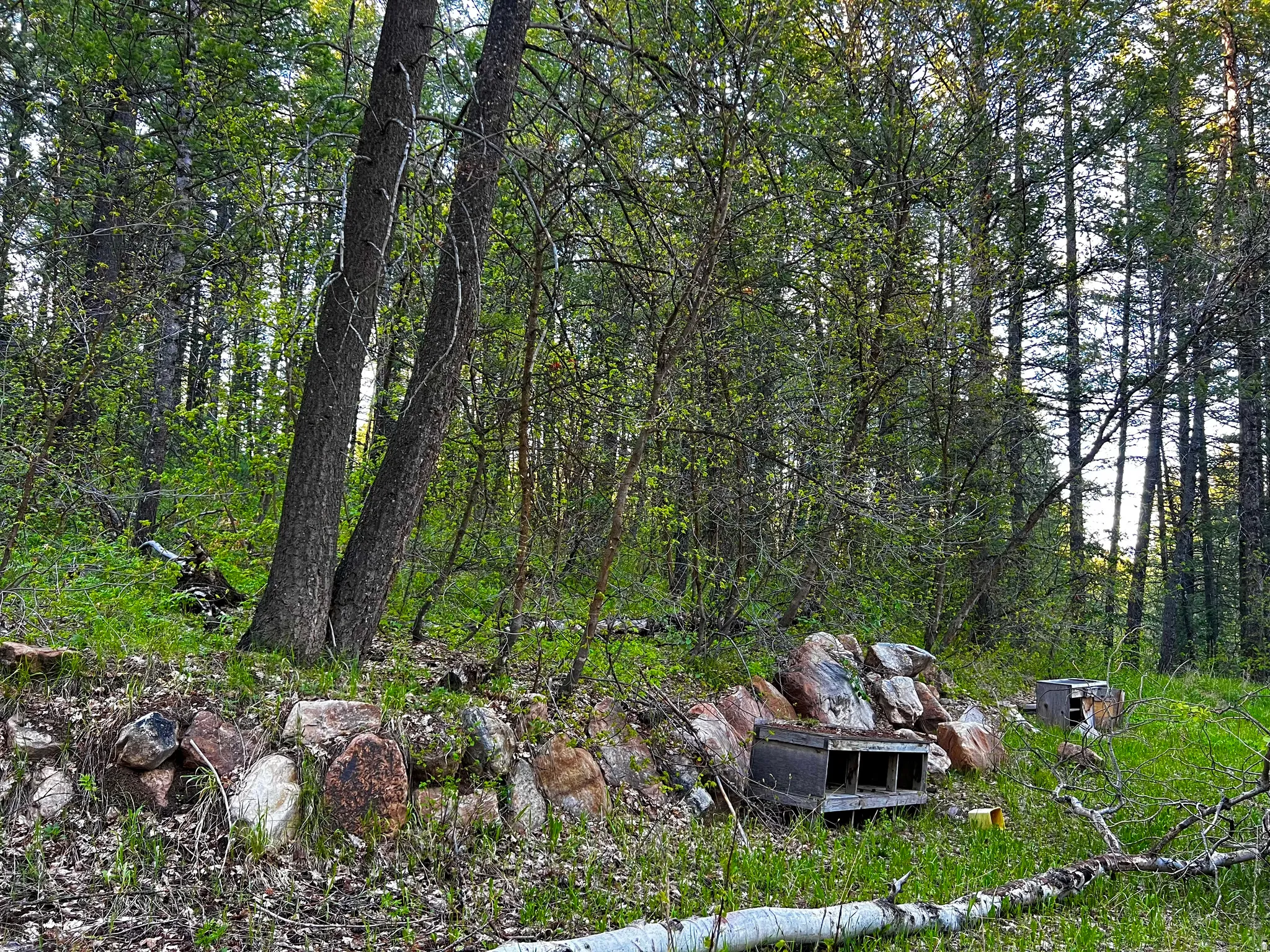 Wooded property featuring mature trees and natural rock formations