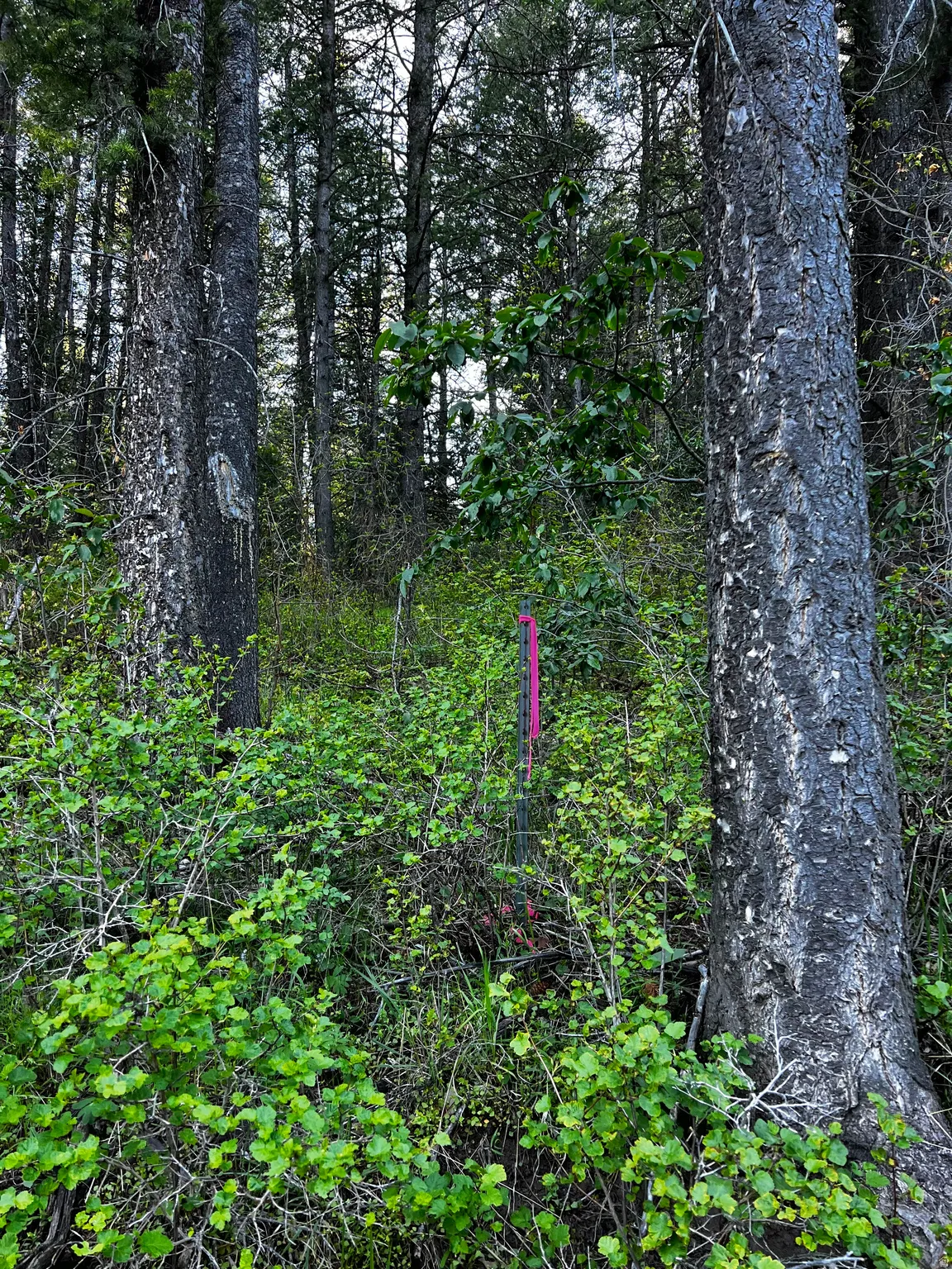 Wooded lot featuring mature trees and lush undergrowth