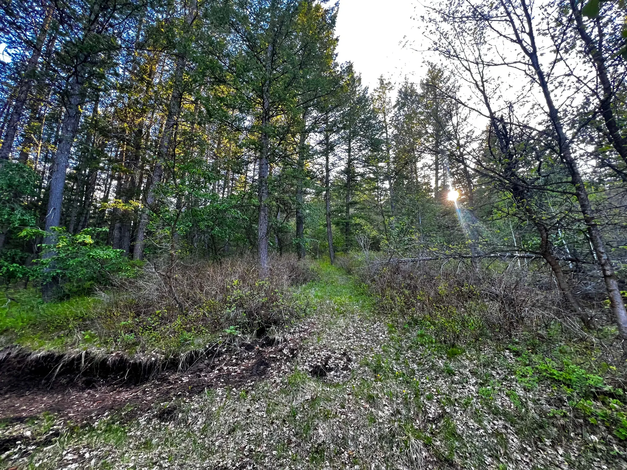 Wooded landscape featuring mature evergreen trees and dense undergrowth