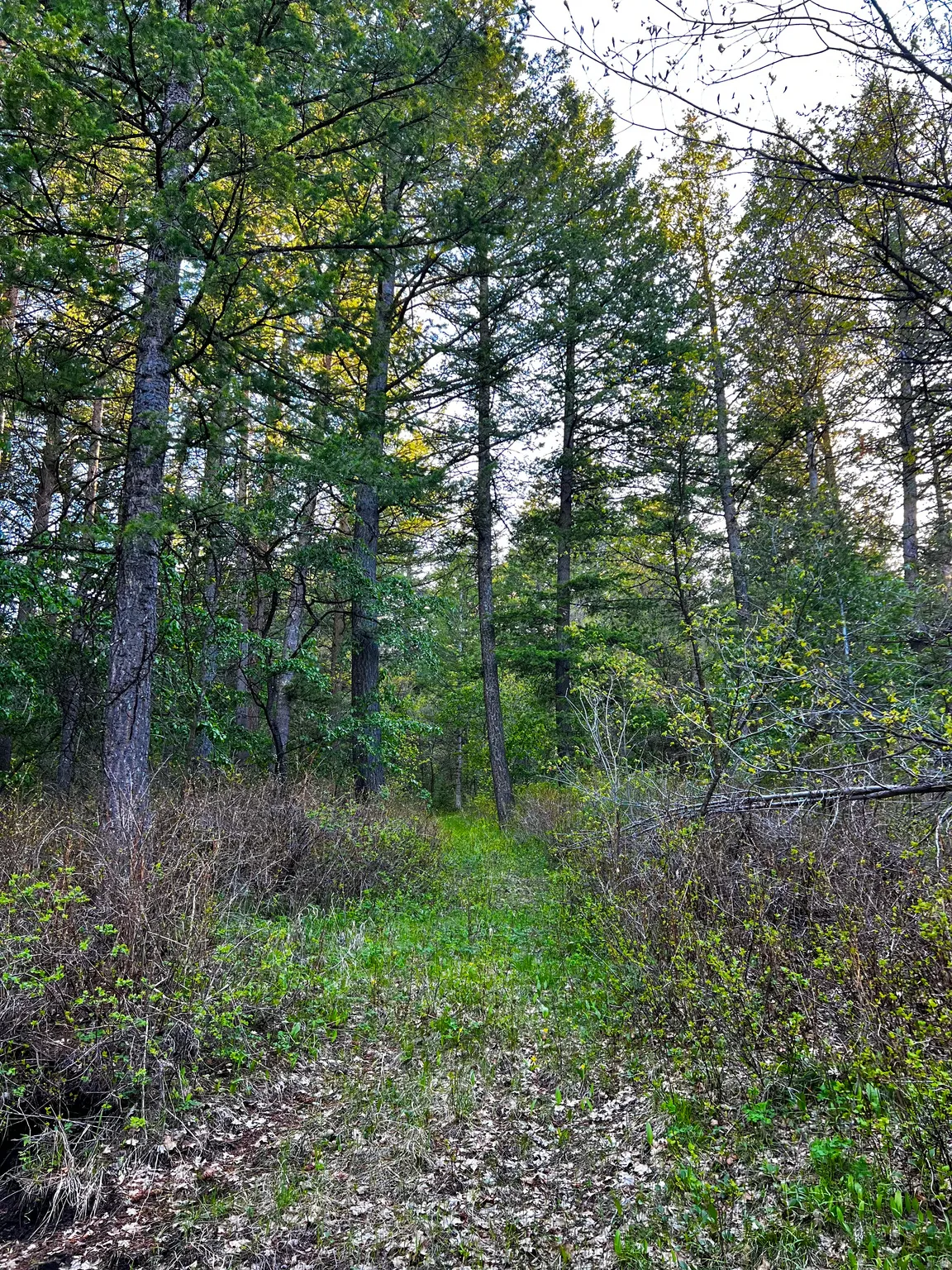 Wooded landscape featuring a natural path through mature trees and diverse undergrowth