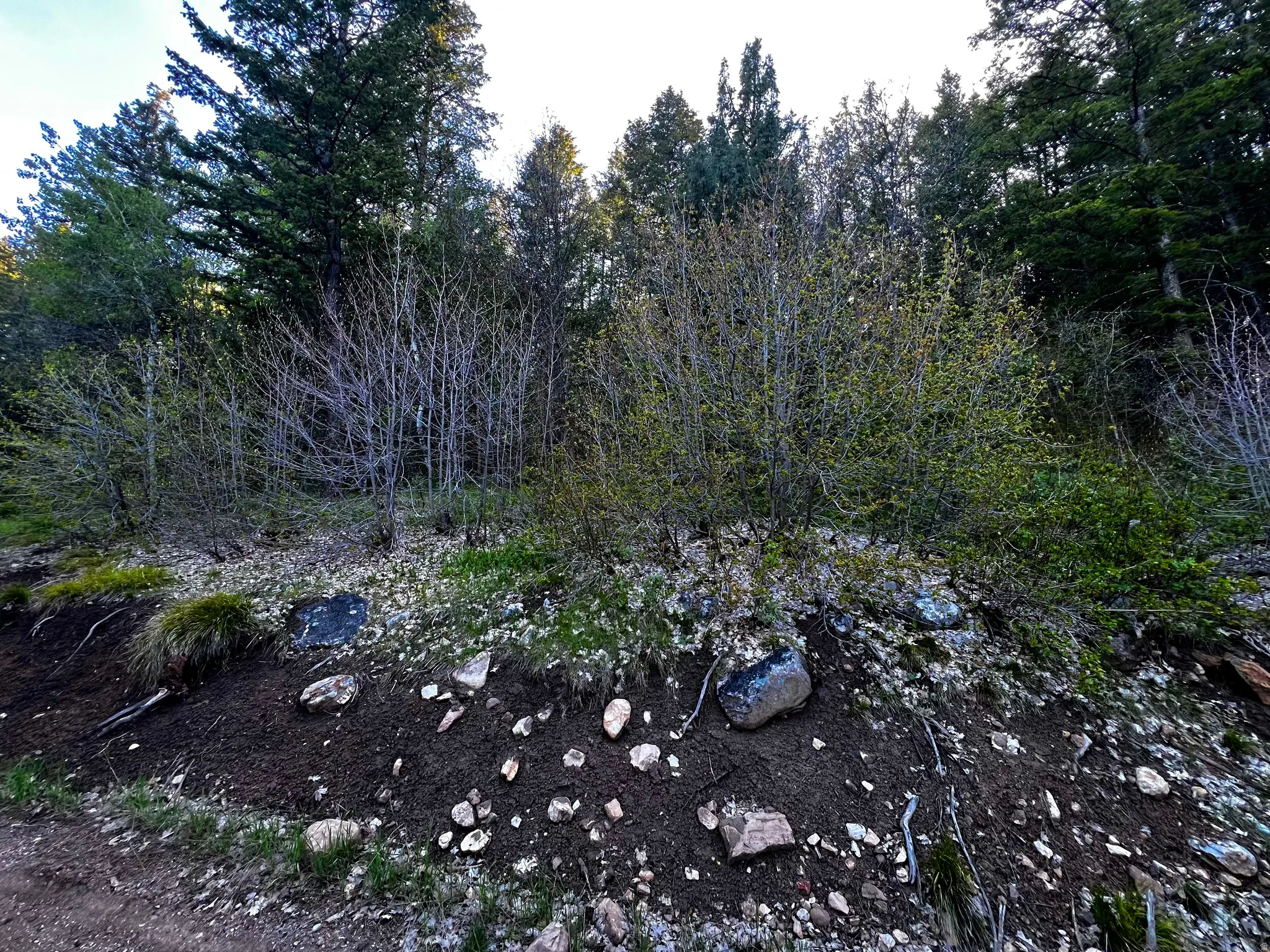 Wooded hillside featuring a variety of mature and developing trees, natural ground cover, and exposed rock formations