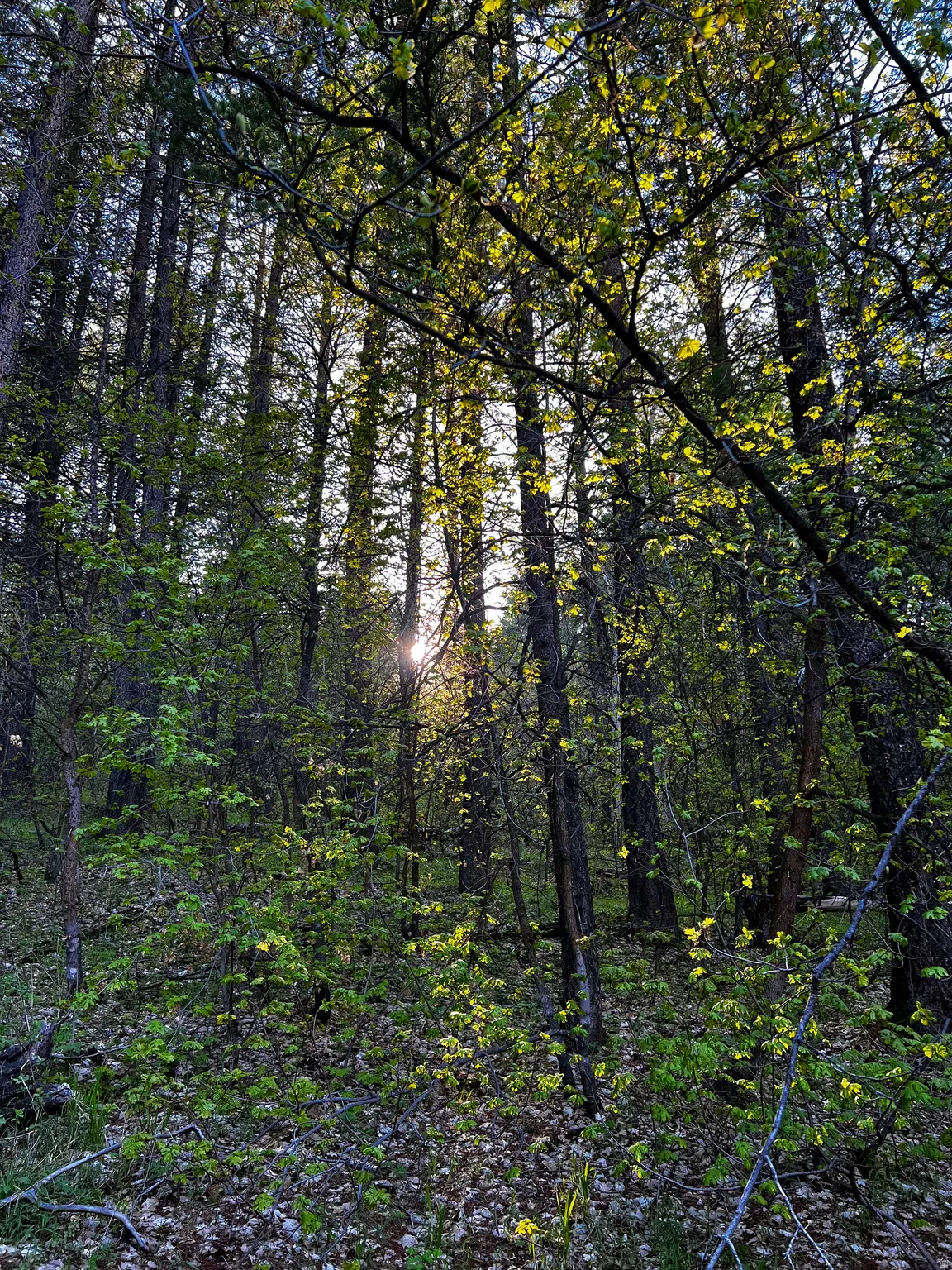 Dense woodland with mature trees and verdant undergrowth