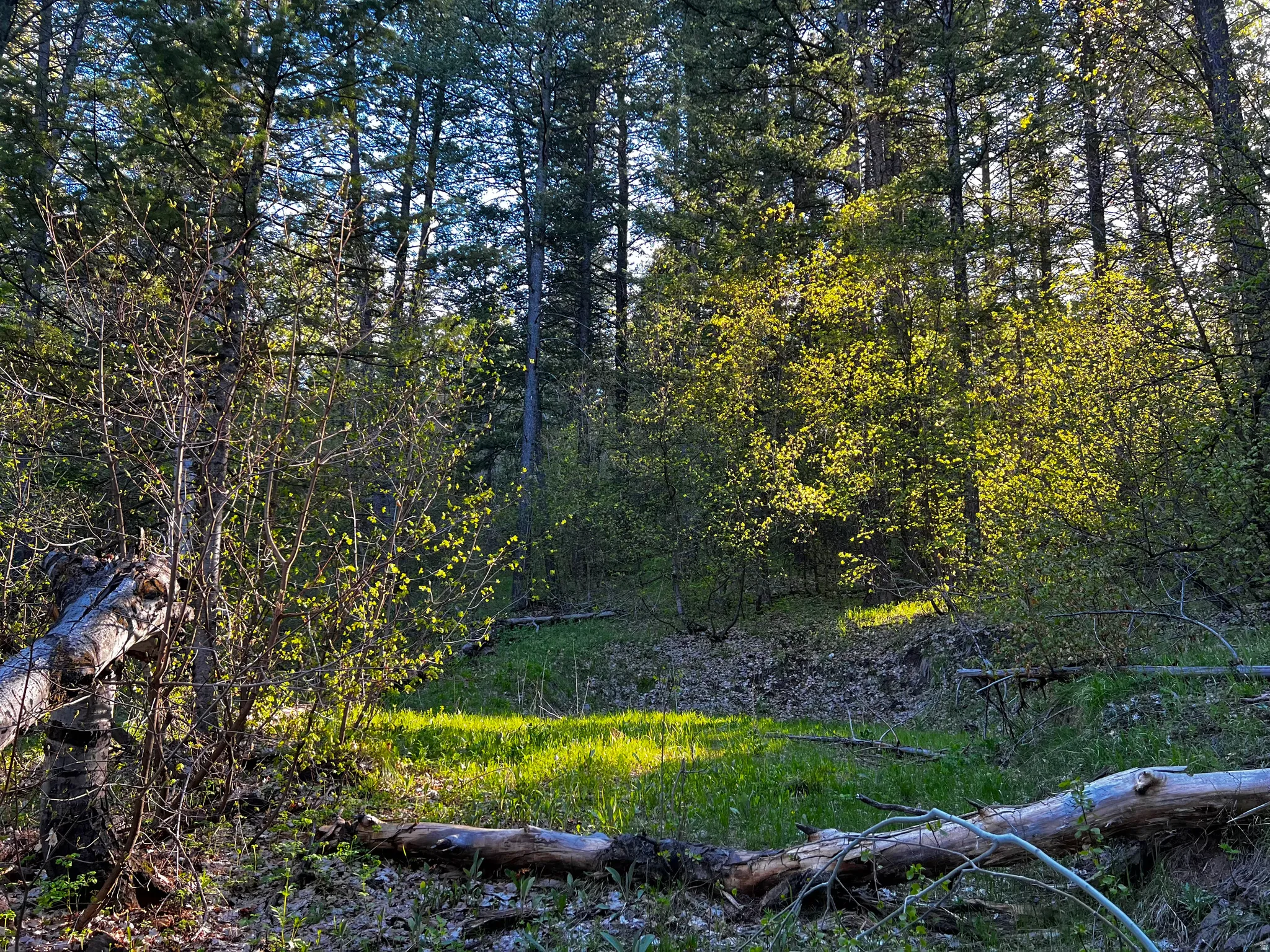 Wooded parcel featuring a sunlit clearing, mature trees, and natural foliage