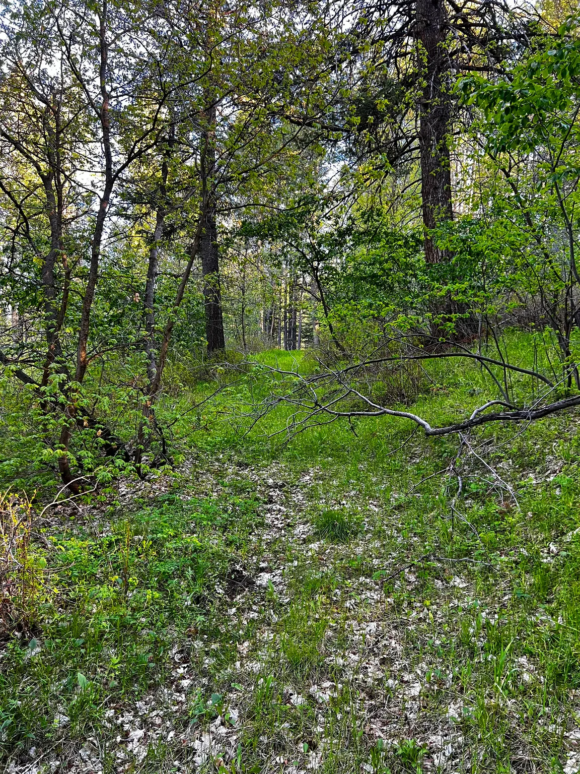 Wooded lot with mature trees, verdant undergrowth, and a natural clearing