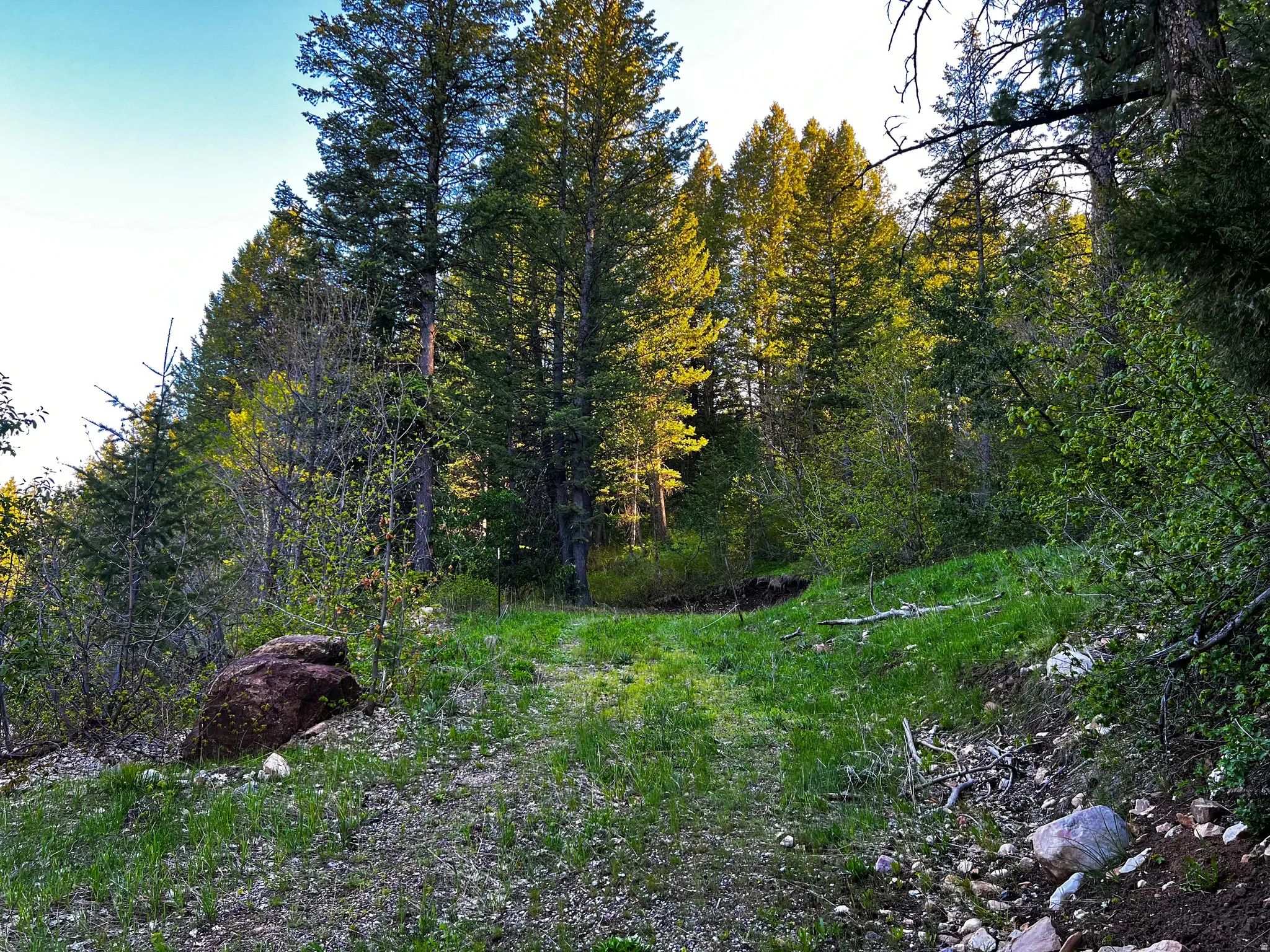 Wooded property featuring a natural terrain path, mature evergreen trees, dense foliage, and natural rock elements