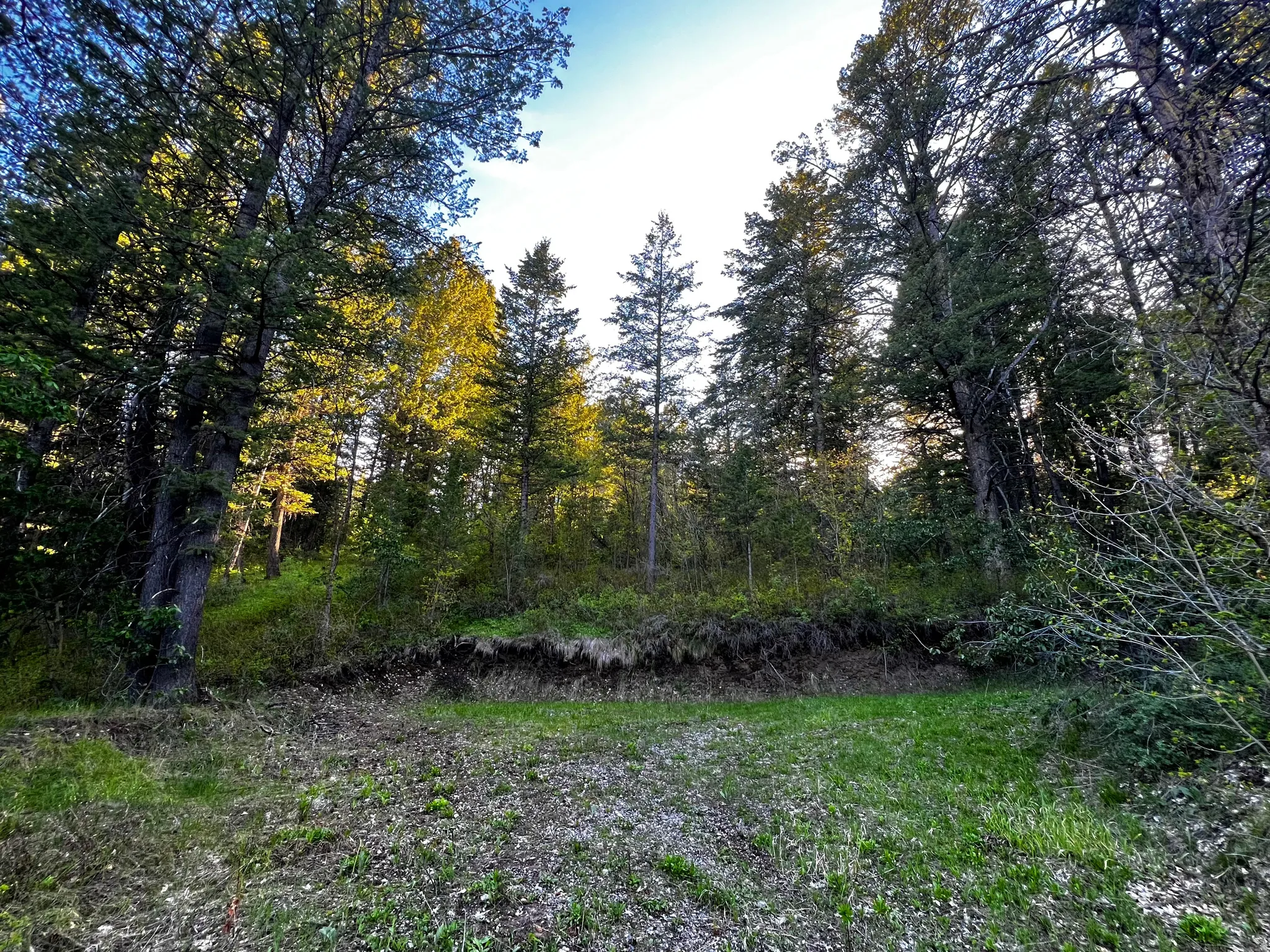 Wooded property featuring a variety of mature trees and natural vegetation