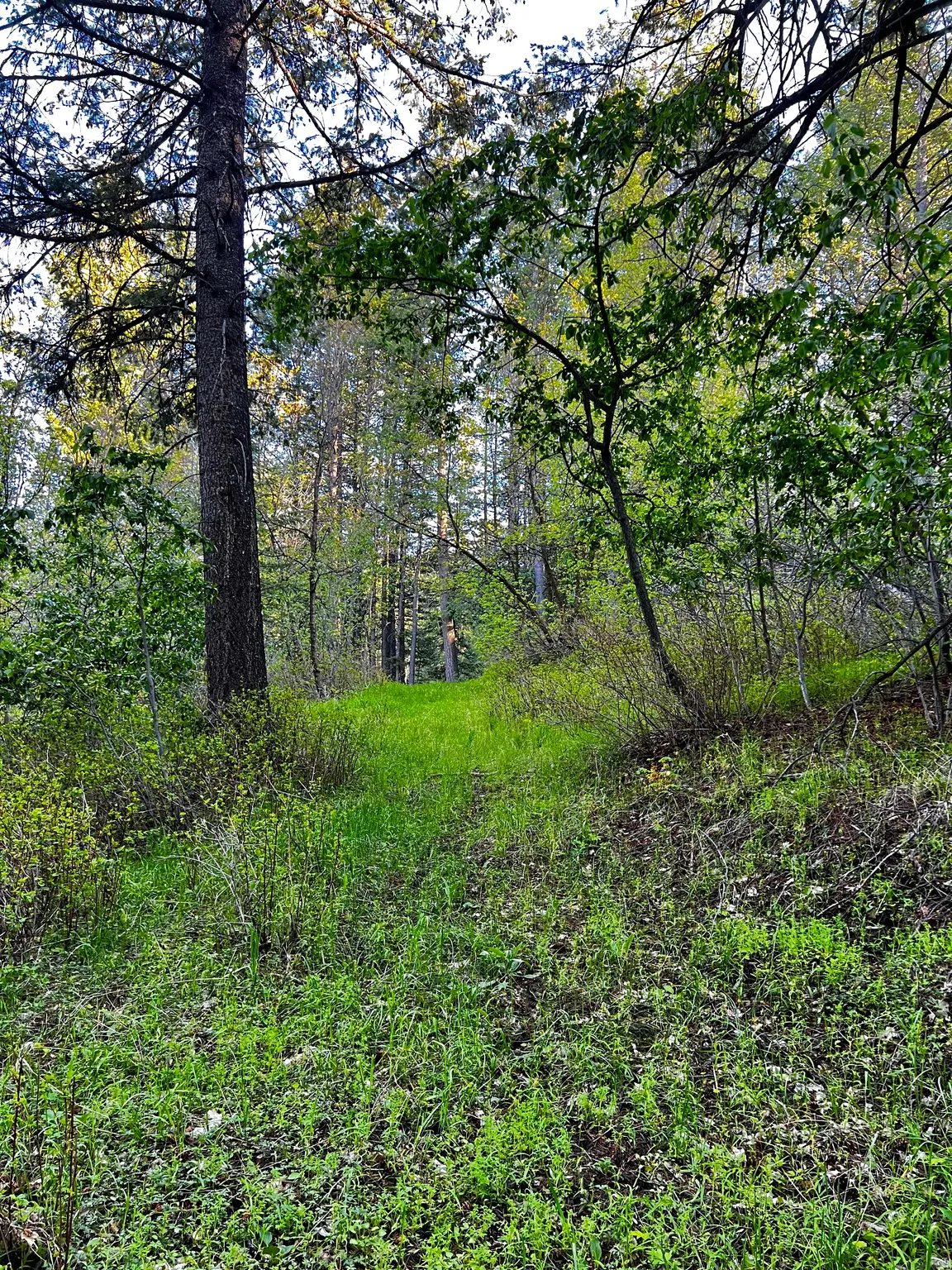 Wooded lot featuring a natural landscape and mature trees