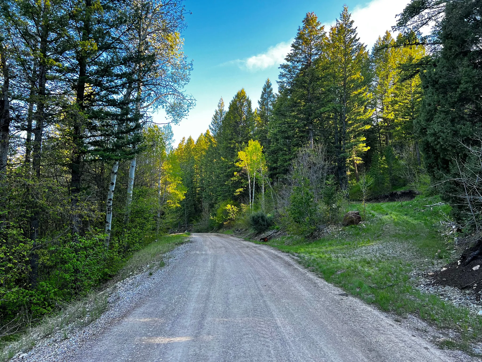 Gravel road surrounded by mature evergreen and deciduous trees, with lush green undergrowth and a clear blue sky