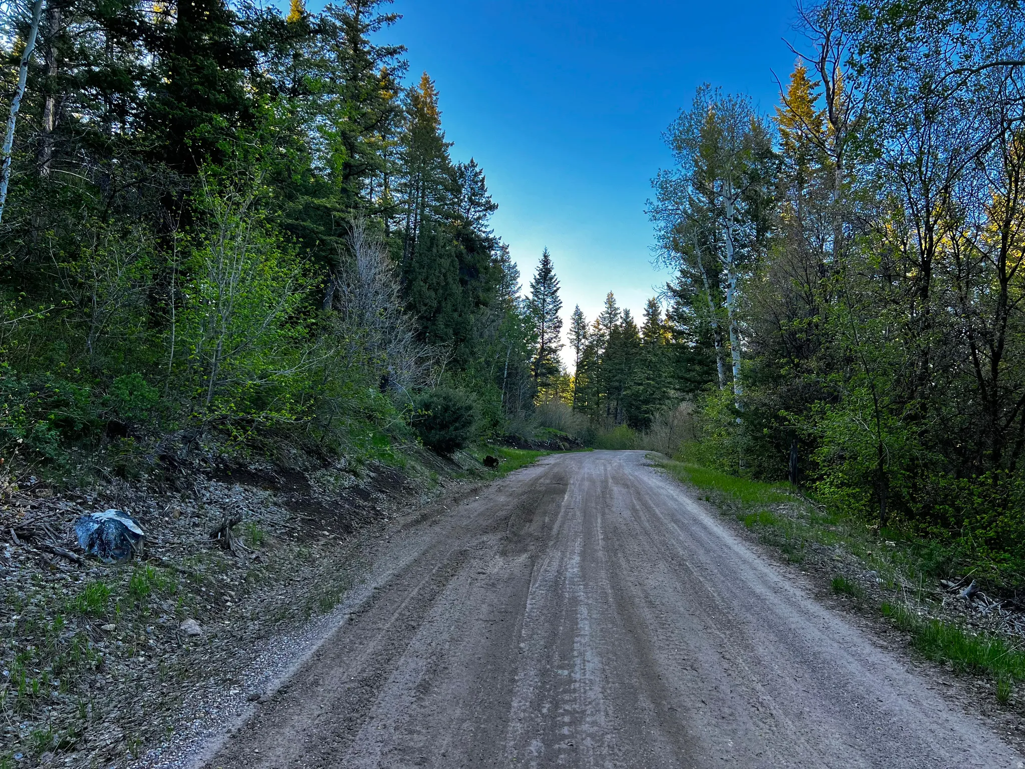 Unpaved road surrounded by mature evergreen and deciduous trees, with a clear sky overhead