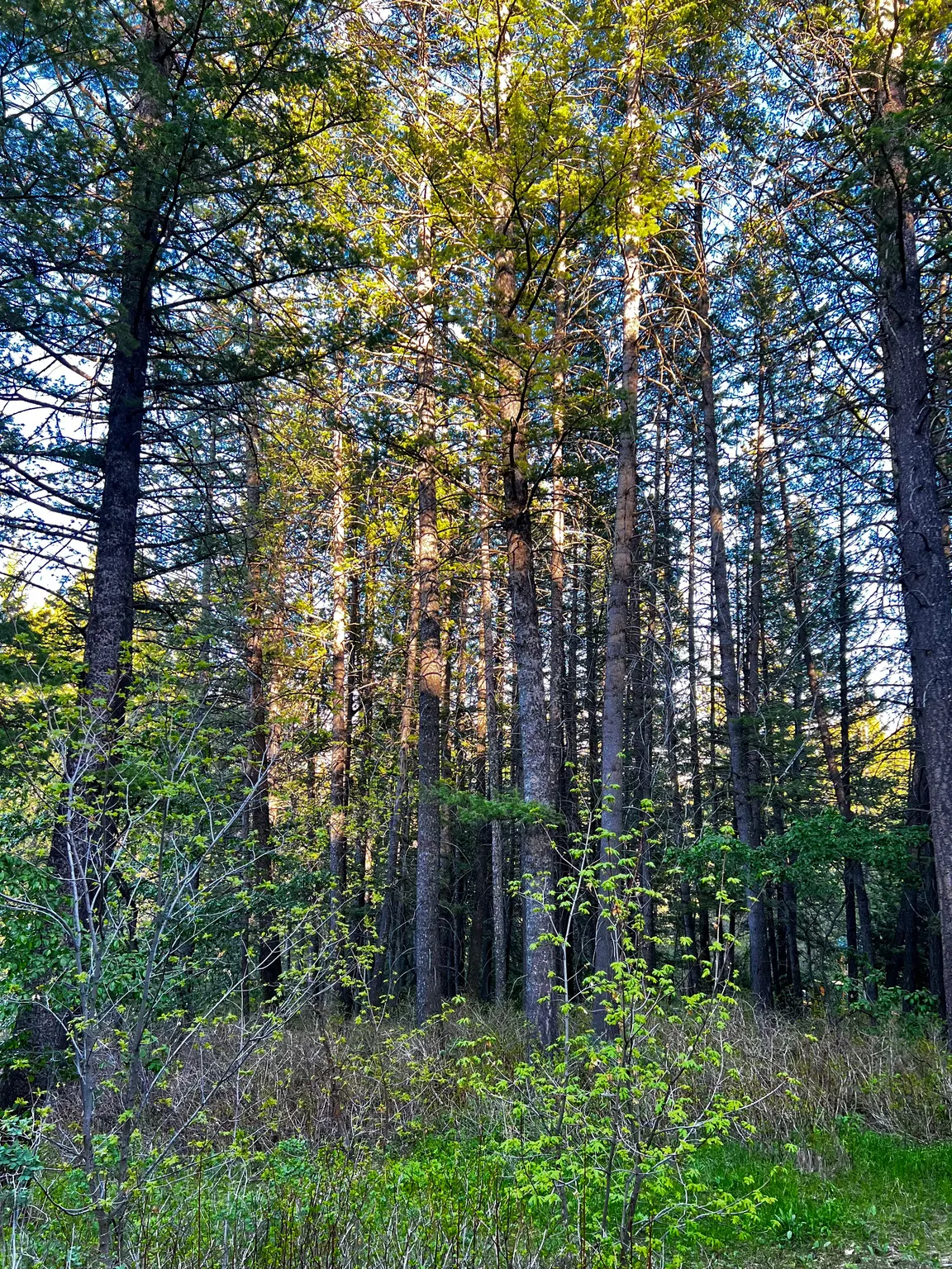 Expansive wooded property featuring mature evergreen trees and natural ground cover