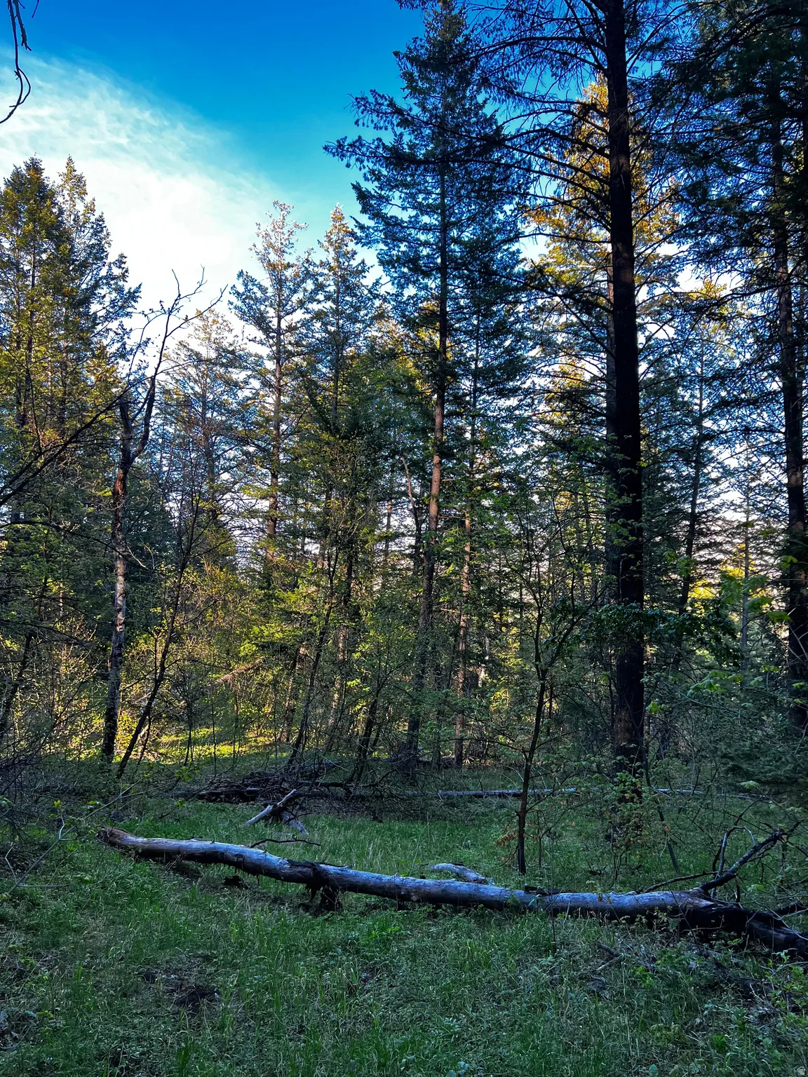 Wooded lot featuring mature evergreen trees and natural ground cover
