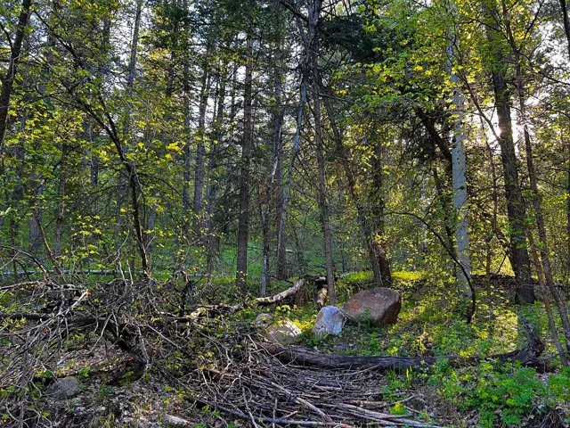 Wooded lot featuring mature trees, natural foliage, and scattered boulders